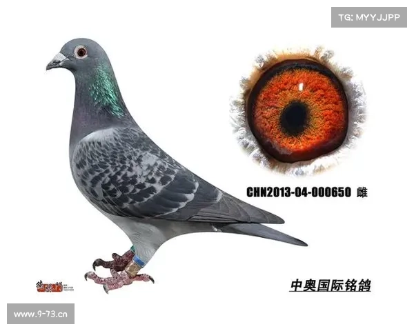 成都爱羽赛事直播—成都爱羽赛事直播中鸽网